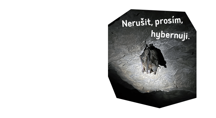 Přečtete si více ze článku Lednový výlet za pokladem s netopýry