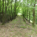 sláma